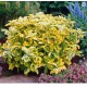 Euonymus japonicus 'Ovatus Aureus' – Aranytarka japán kecskerágó