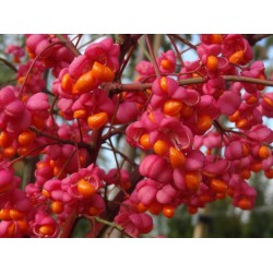Euonymus europeus 'Red Cascade' – Csíkos kecskerágó