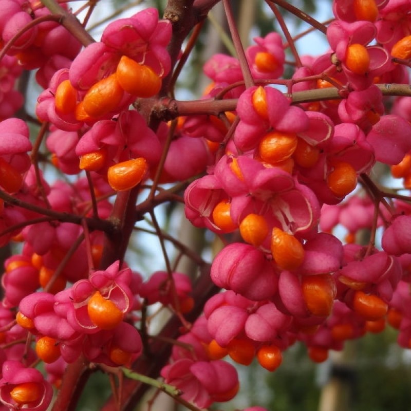 Euonymus europeus 'Red Cascade' – Csíkos kecskerágó