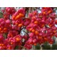Euonymus europeus 'Red Cascade' – Csíkos kecskerágó
