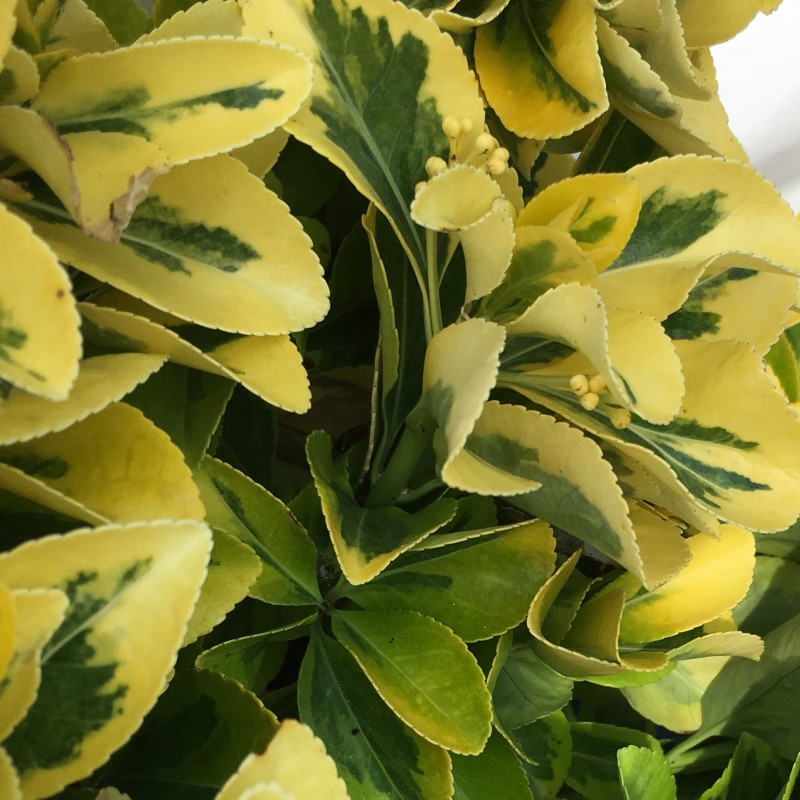 Euonymus japonicus 'Ovatus Aureus' – Aranytarka japán kecskerágó