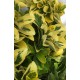 Euonymus japonicus 'Ovatus Aureus' – Aranytarka japán kecskerágó