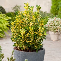 Euonymus japonicus ‘Aureus’ - Aranytarka jappan kecskerágó