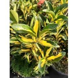 Euonymus japonicus ‘Aureus’ - Aranytarka jappan kecskerágó