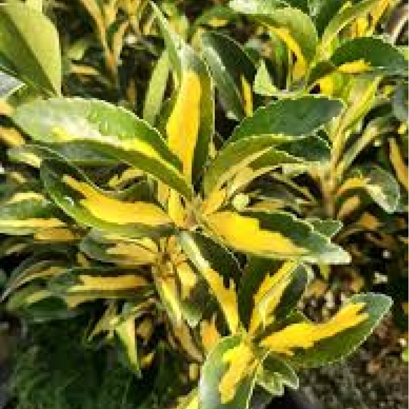 Euonymus japonicus ‘Aureus’ - Aranytarka jappan kecskerágó