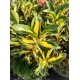 Euonymus japonicus ‘Aureus’ - Aranytarka jappan kecskerágó