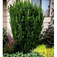 Euonymus japonicus „Green Spire” - Oszlopos kecskerágó 