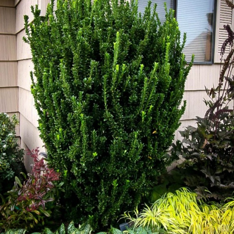 Euonymus japonicus „Green Spire” - Oszlopos kecskerágó 