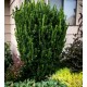 Euonymus japonicus „Green Spire” - Oszlopos kecskerágó 