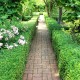 Euonymus japonicus „Green Spire” - Oszlopos kecskerágó 