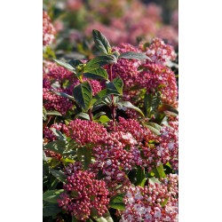 Viburnum tinus ‘Eve Price’ - örökzöld bangita