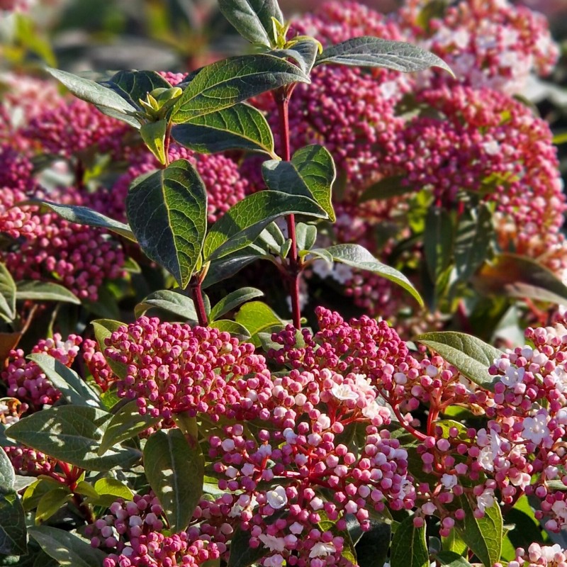 Viburnum tinus ‘Eve Price’ - örökzöld bangita