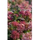 Viburnum tinus ‘Eve Price’ - örökzöld bangita
