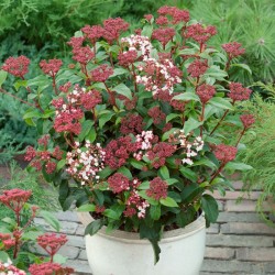 Viburnum tinus ‘Eve Price’ - örökzöld bangita