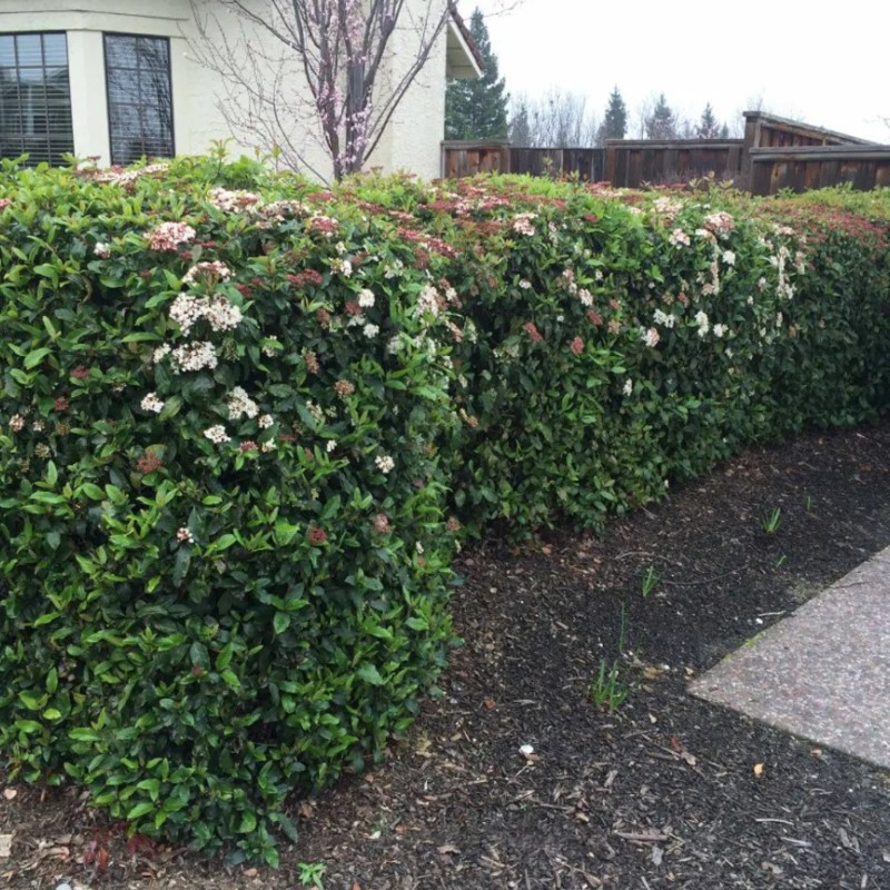 Viburnum tinus ‘Eve Price’ - örökzöld bangita