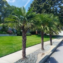 Chamaerops excelsa - Kínai legyezőpálma  C10