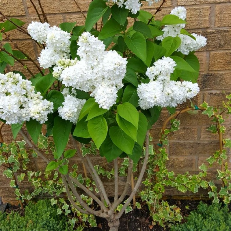 Teltvirágú fehér kerti orgona – Syringa vulgaris ‘Madame Lemoine’