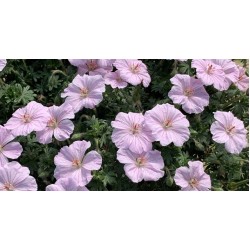 Geranium ‘Frivolius Pink’  - Gólyaorr