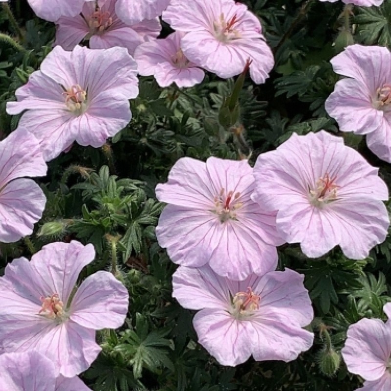 Geranium ‘Frivolius Pink’  - Gólyaorr