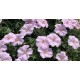 Geranium ‘Frivolius Pink’  - Gólyaorr