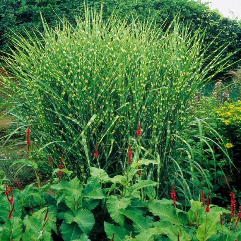 Miscanthus sinensis 'Strictus' - Zebra fű