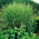 Miscanthus sinensis 'Strictus' - Zebra fű