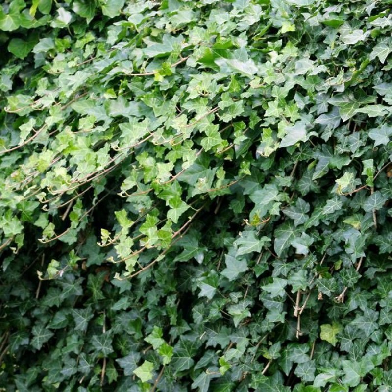 Borostyán - Hedera helix