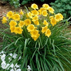 Hemerocallis 'Stella d'Oro