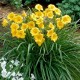 Hemerocallis 'Stella d'Oro