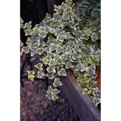 Fehér-tarka borostyán - Hedera helix 'Glacier'