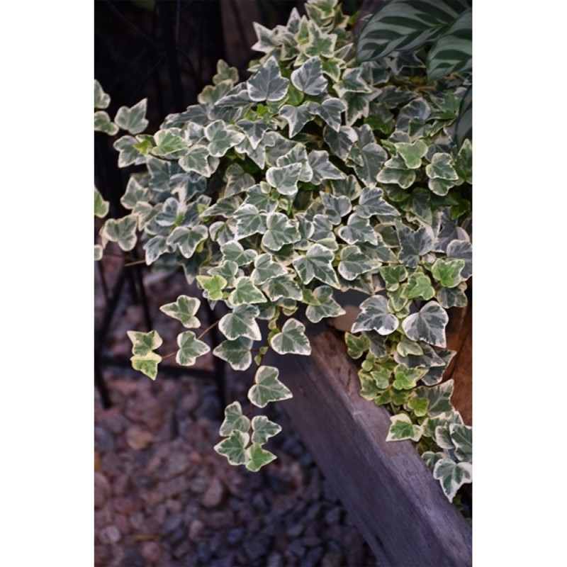 Fehér-tarka borostyán - Hedera helix 'Glacier'