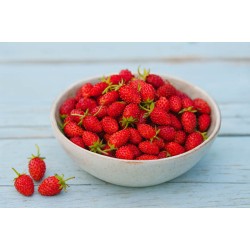 Fragaria vesca – Erdei szamóca