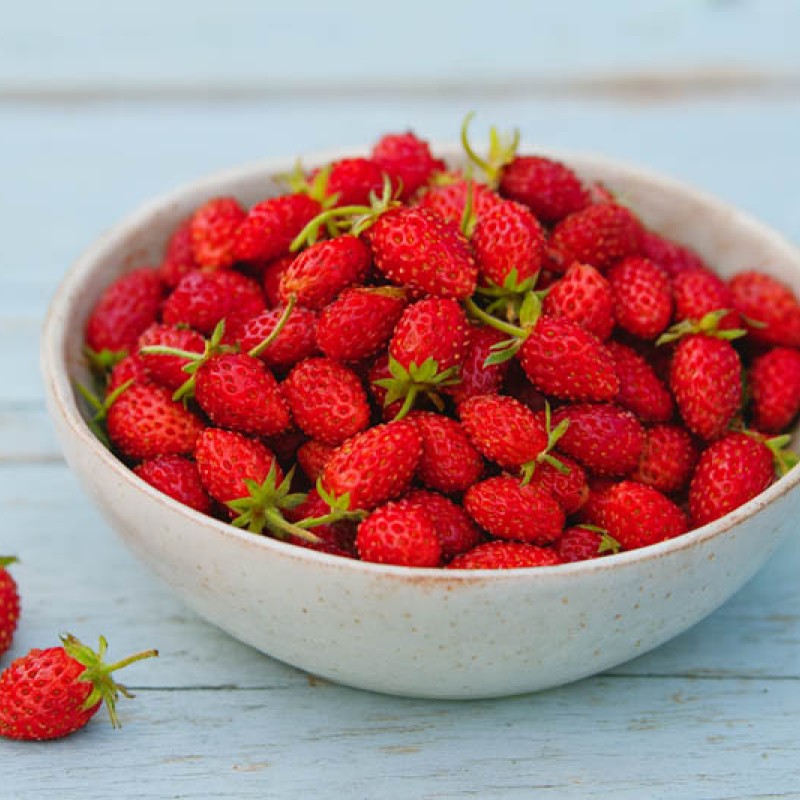 Fragaria vesca – Erdei szamóca