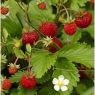 Fragaria vesca – Erdei szamóca