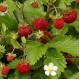 Fragaria vesca – Erdei szamóca