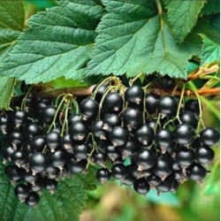 Fertődi fekete ribizli