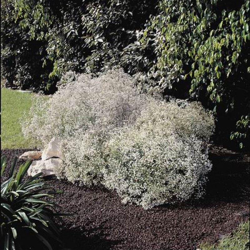 Gypsophila paniculata ‘Festival White’ - Buglyos fátyolvirág