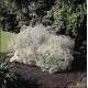 Gypsophila paniculata ‘Festival White’ - Buglyos fátyolvirág
