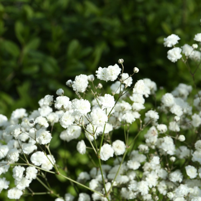 Gypsophila paniculata ‘Festival White’ - Buglyos fátyolvirág