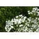 Gypsophila paniculata ‘Festival White’ - Buglyos fátyolvirág