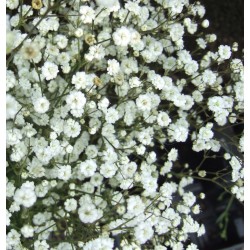 Gypsophila paniculata ‘Festival White Flare’ - Buglyos fátyolvirág