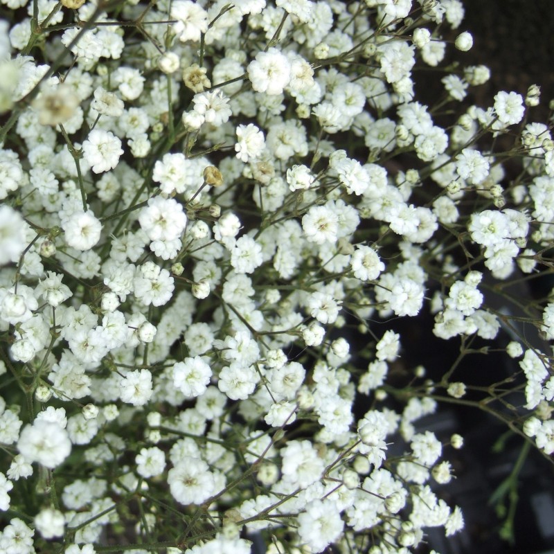 Gypsophila paniculata ‘Festival White’ - Buglyos fátyolvirág