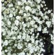 Gypsophila paniculata ‘Festival White’ - Buglyos fátyolvirág