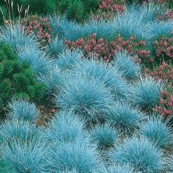 Festuca glauca 'Elijah Blue' - Kék csenkesz