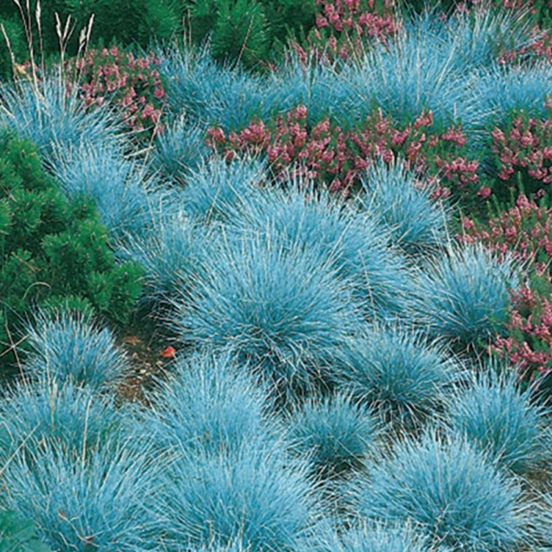Festuca glauca 'Elijah Blue' - Kék csenkesz