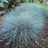 Festuca valesiaca var. glaucantha - Vékony  kék csenkesz