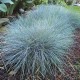 Festuca valesiaca var. glaucantha - Vékony  kék csenkesz