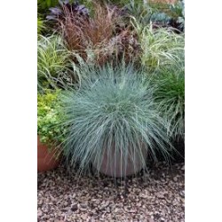Festuca valesiaca var. glaucantha - Vékony  kék csenkesz