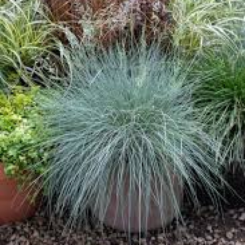 Festuca valesiaca var. glaucantha - Vékony  kék csenkesz