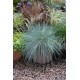 Festuca valesiaca var. glaucantha - Vékony  kék csenkesz